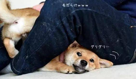 吓cry!_柴犬