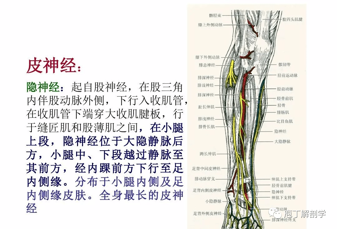 下肢腿部功能解剖