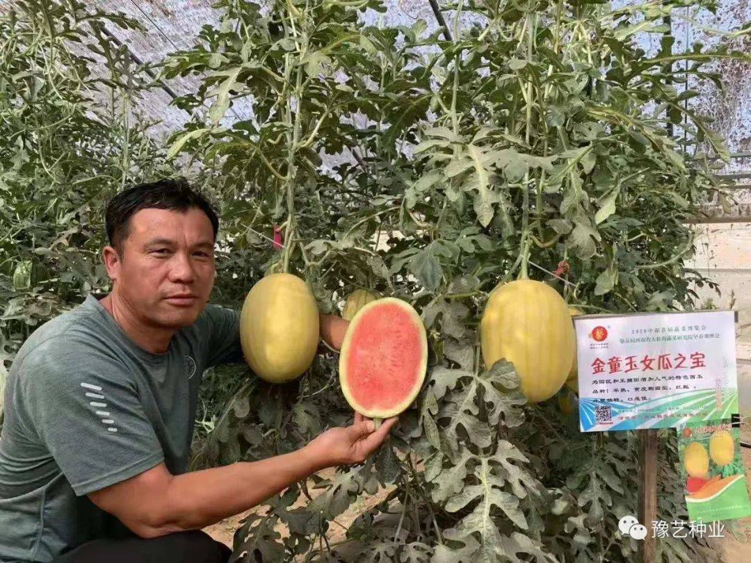 金童玉女瓜之宝——具有清香味的黄皮红肉礼品瓜