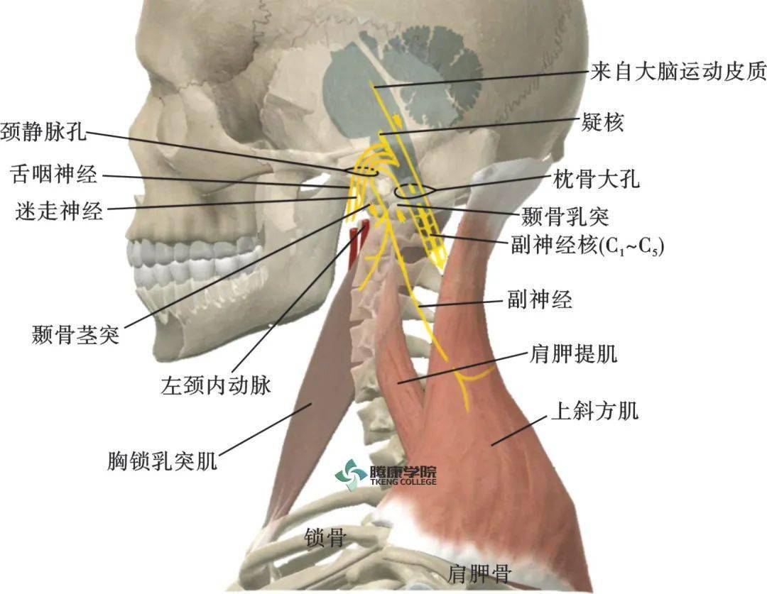 副神经的检查