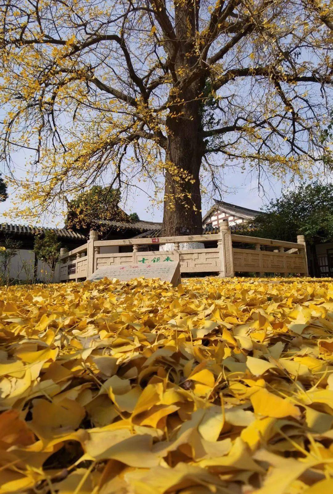 莫城人口_常熟莫城三塘村(3)