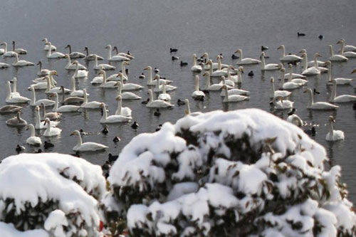 威海迎来今冬首场大范围降雪
