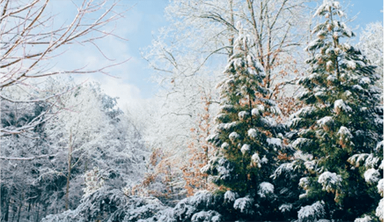 d79493a90a43494baea7f8c793318dc8.png