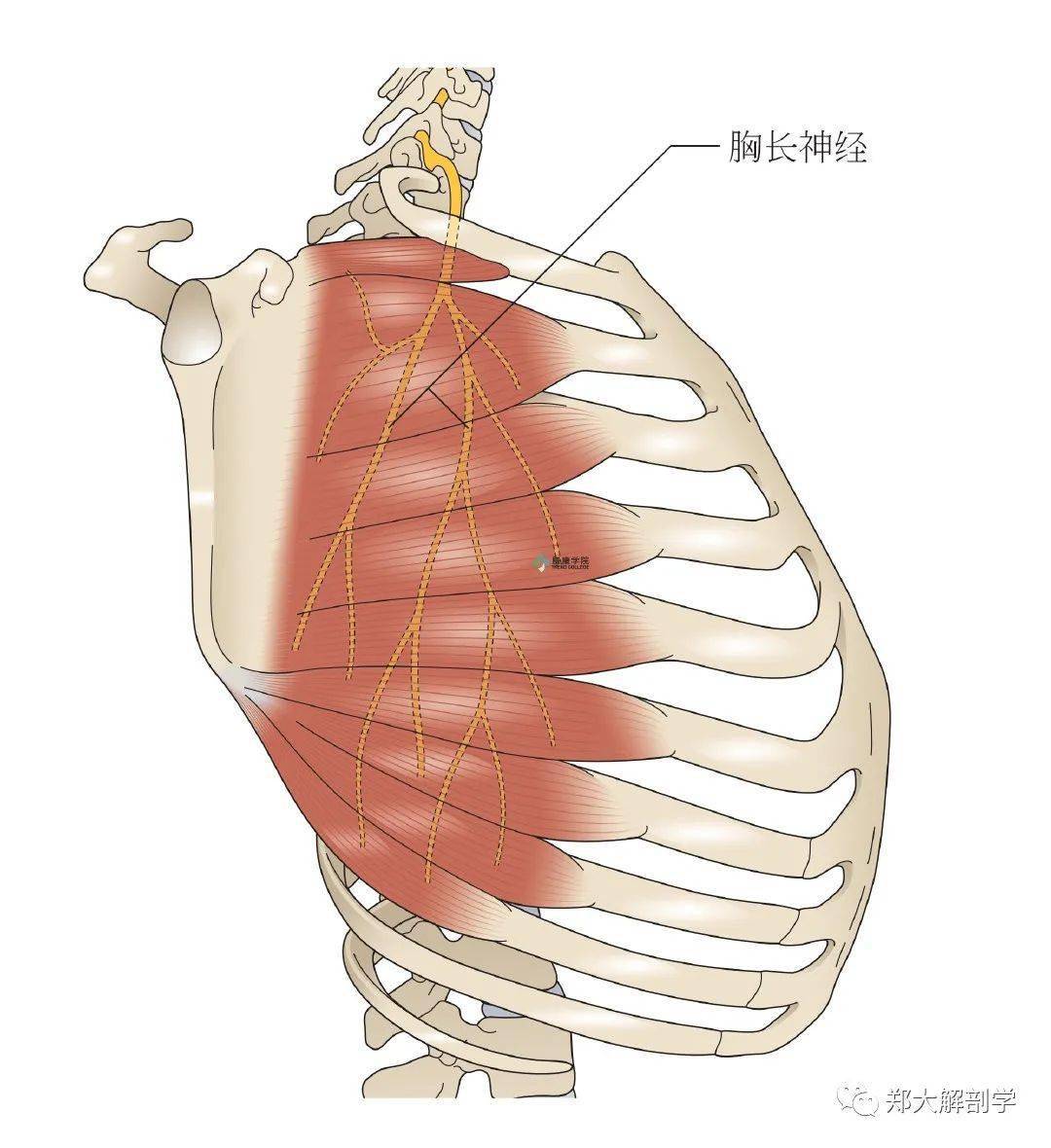 小腿火疖子从发展到切开全过程记录 - 知乎