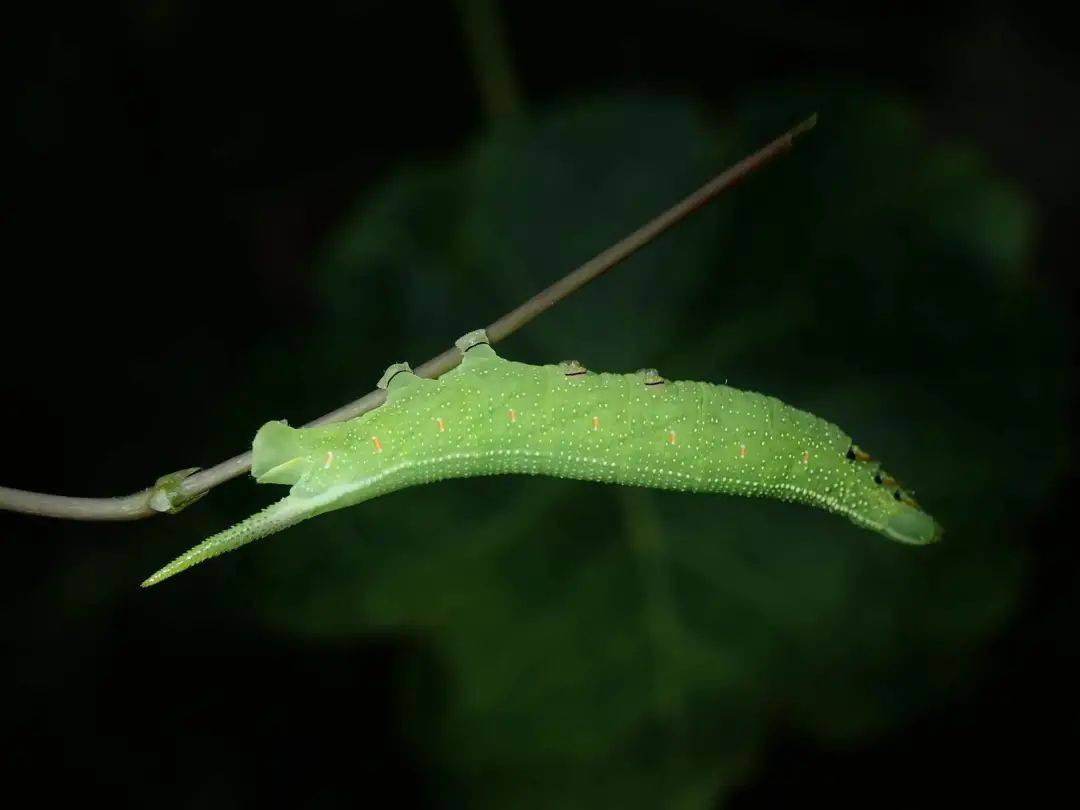 黑长喙天蛾的幼虫.图片:kit law / inaturalist.org