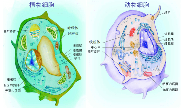 图丨动物细胞模式图图丨膜蛋白在生物膜中的分布图丨流动镶嵌模型图