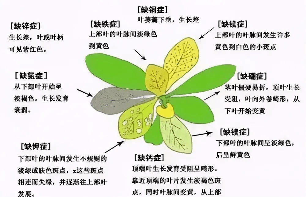 掌握这个口诀,以后作物缺素再也不用担心啦_症状