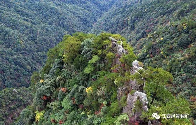 植物的王国—宜春玉京山_手机搜狐网