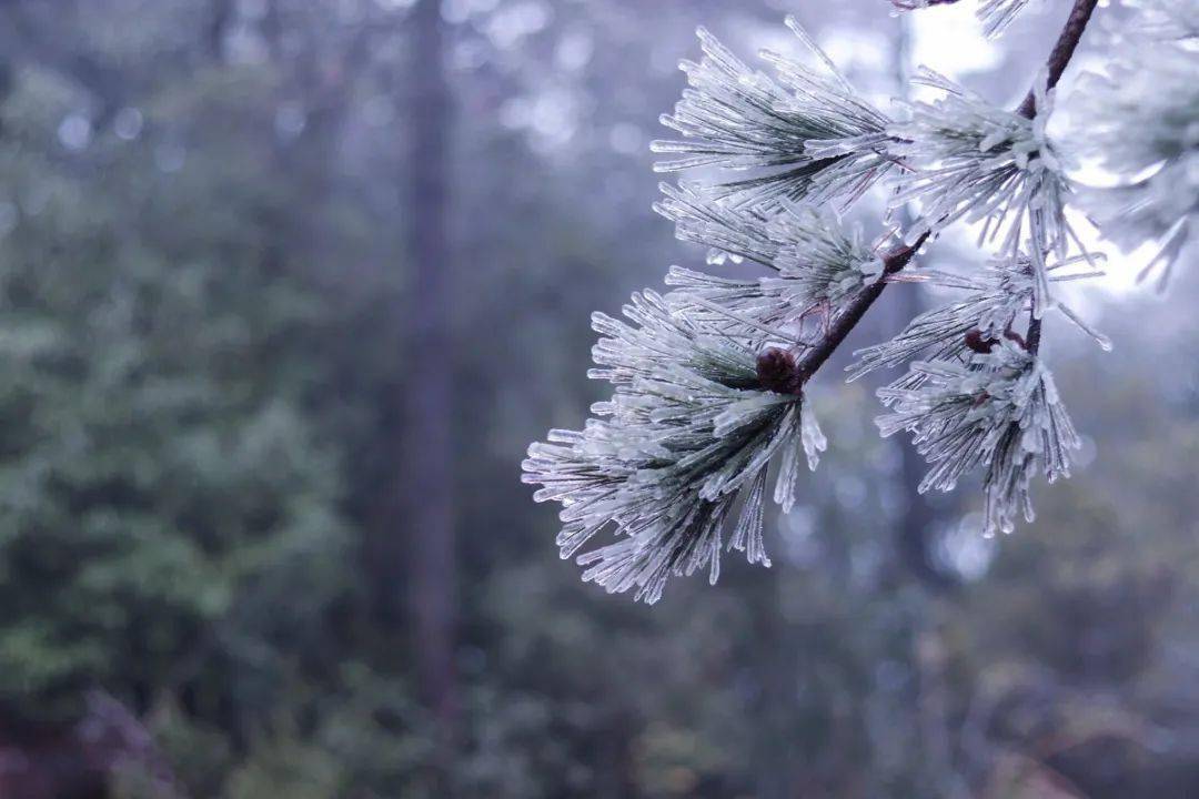 雾凇,冰挂!今冬第一场雪让文成美如仙境!