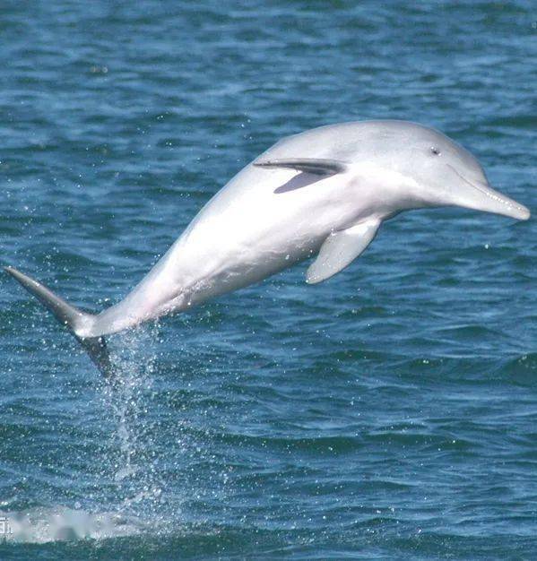 中华白海豚学名:sousachinensis,属于鲸类的海豚科,是宽吻海豚及虎鲸