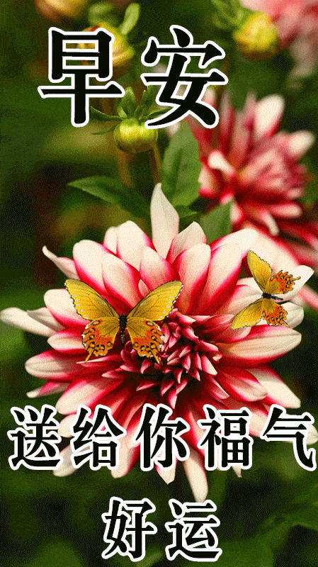 449_800竖版 竖屏gif 动态图 动图