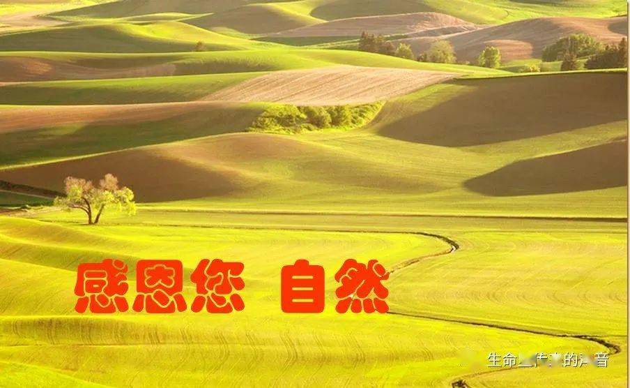 自然道德慧智教育诗)              无声是您的纯粹大爱 万物默默感恩