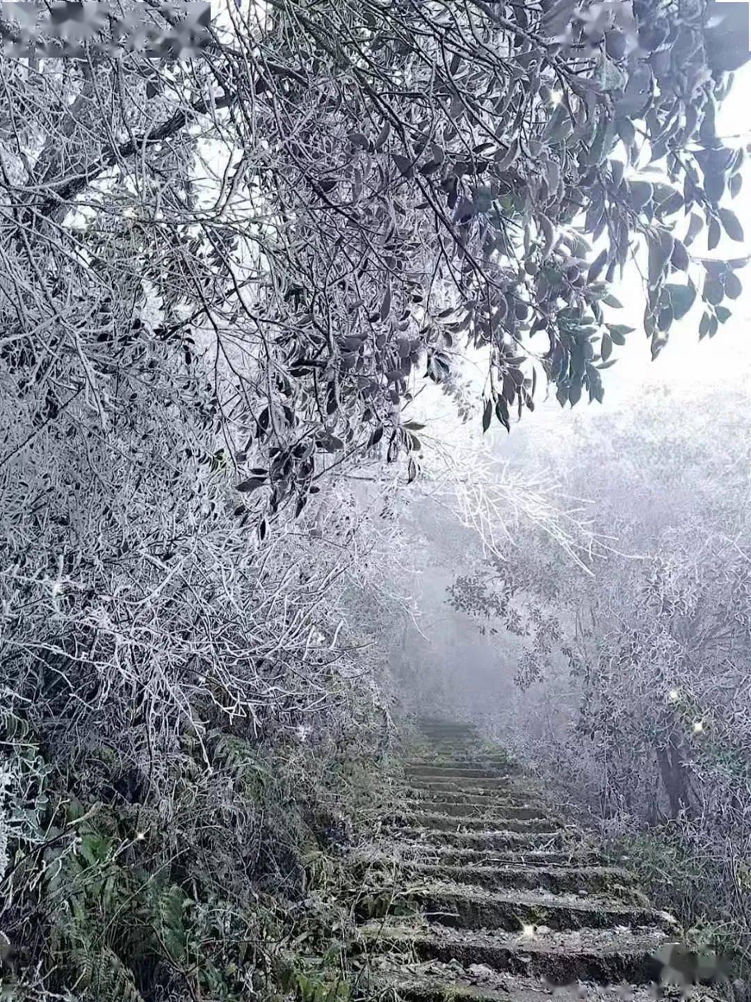 宁都真的下雪了,美爆了!内附大量照片!_莲花山