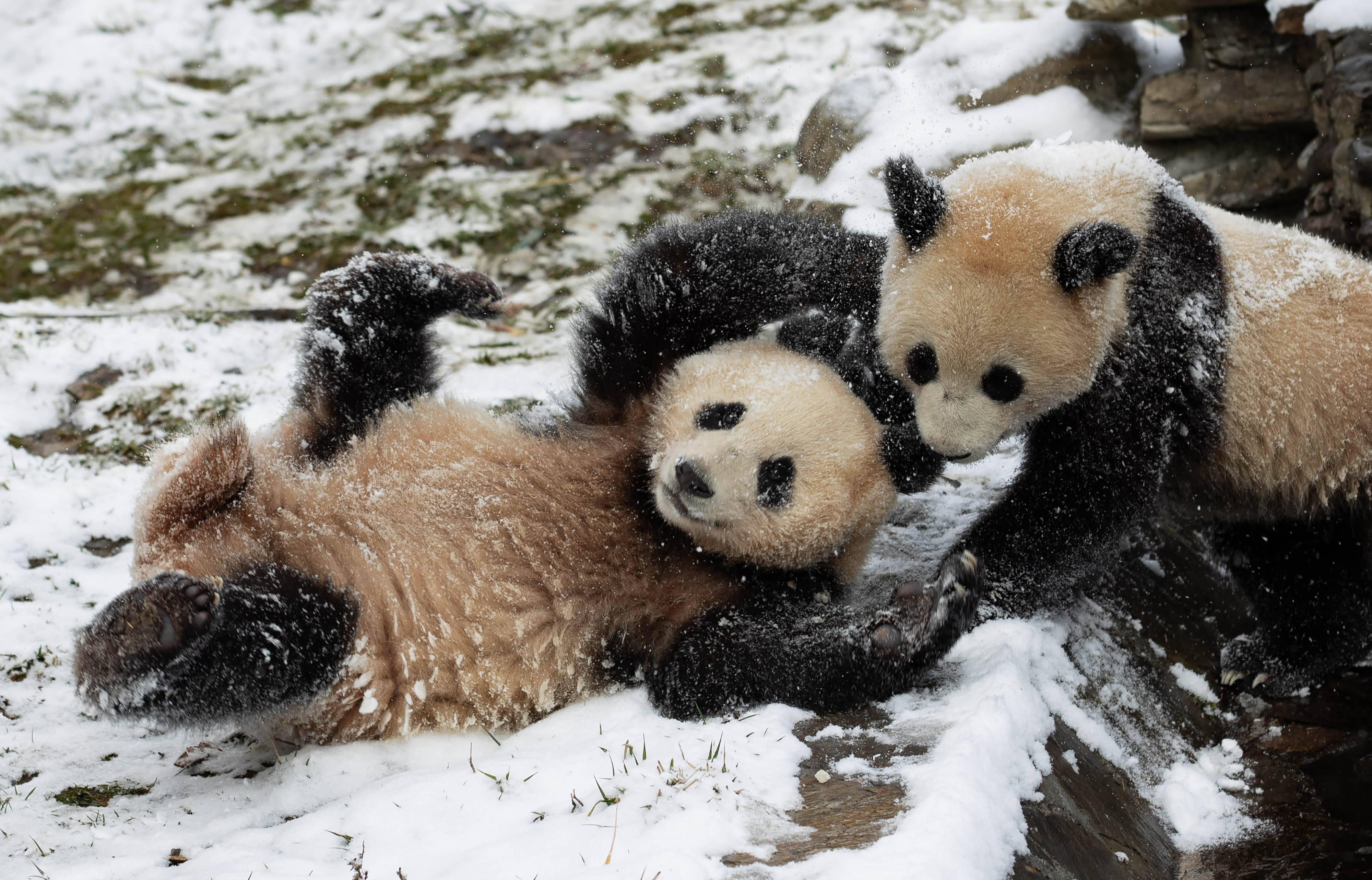 12月17日,大熊猫在中国大熊猫保护研究中心卧龙神树坪基地的雪地里