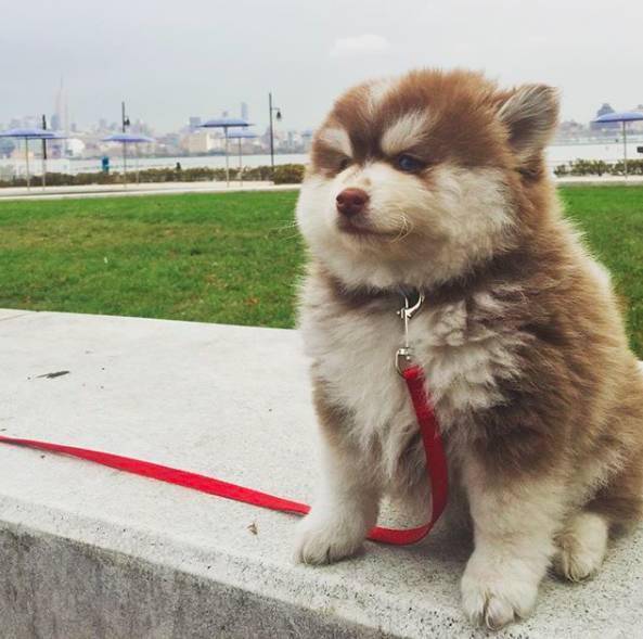 (图源ins:@chichi.thepomsky) 这颜值,还真的遗传了爹妈的优点呢