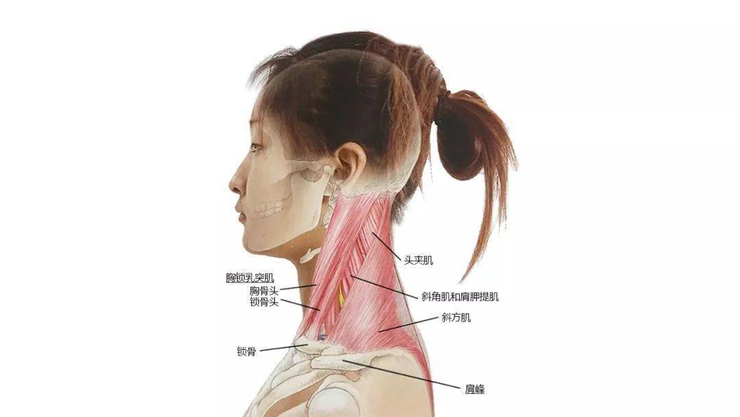 请收藏!超赞的高清头颈部骨骼及肌肉图谱