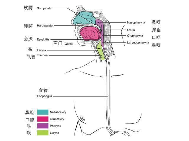 腹部及消化道解剖图谱