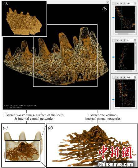 中澳科研团队针对化石研究 开发出三维重建和可视化软件