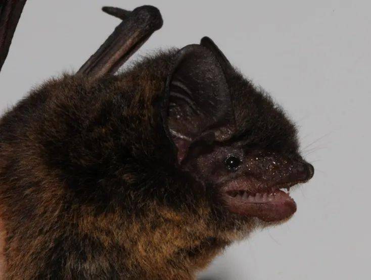 在广州 ,有哪些常见的蝙蝠种类呢? 蝙蝠都住在山洞里面吗?