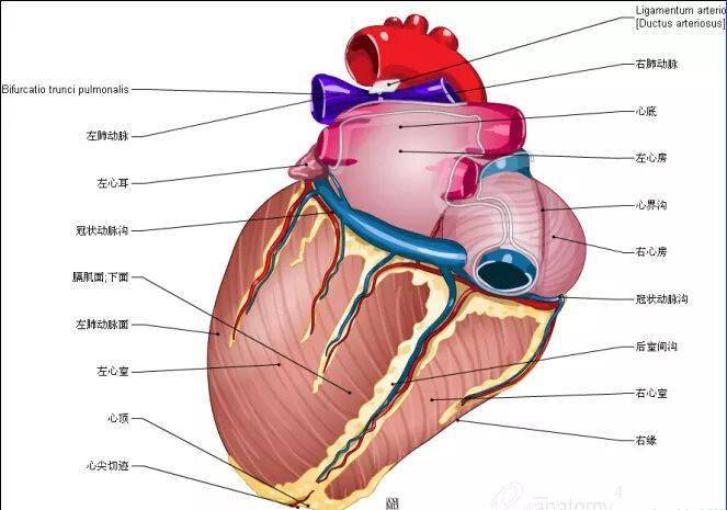心脏解剖图