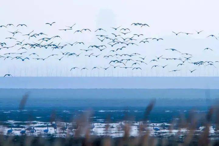 又是一年观鸟季,快到鄱阳湖观候鸟!-搜狐大视野-搜狐新闻