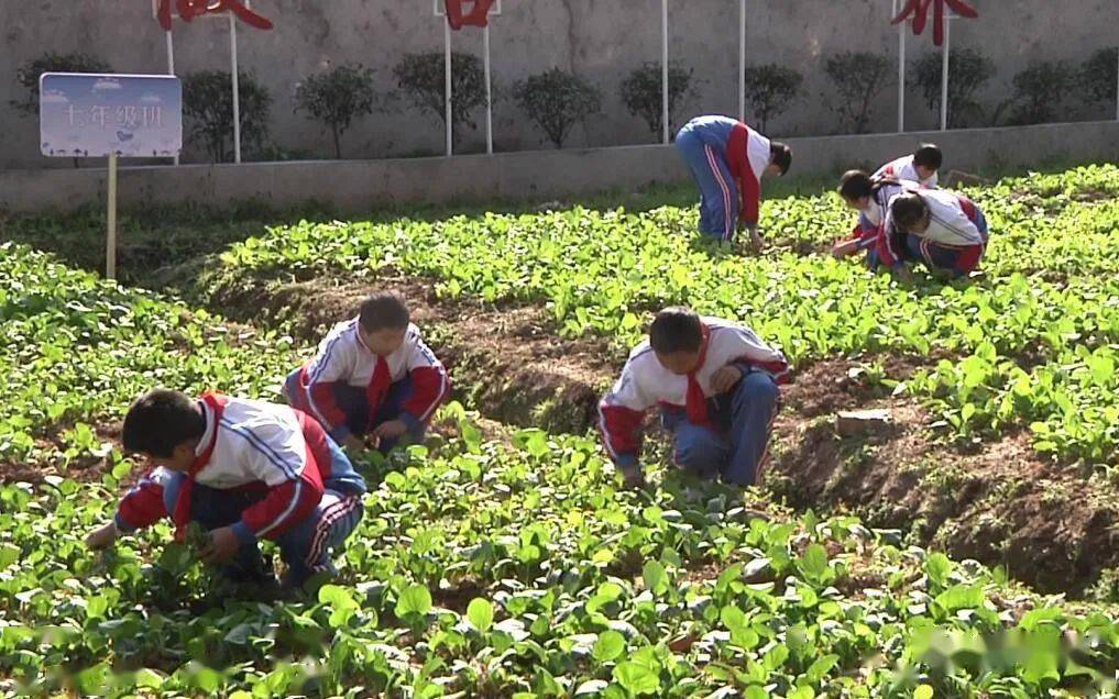 歙县融媒体北岸学校校园种植基地让学生体验劳动之美