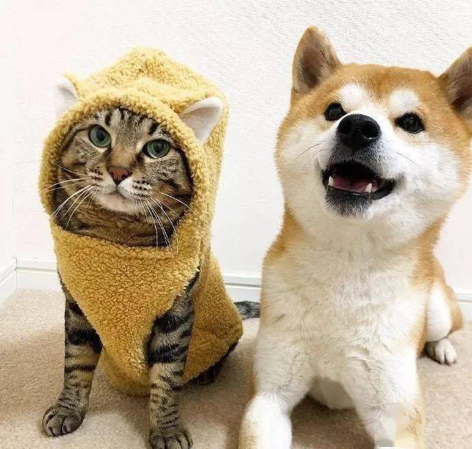 d9bedb0e004b4716950b03a17726ba8c.jpeg