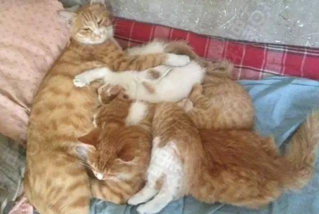 猫妈给孩子喂奶,露出一脸的生无可恋,朋友:这可都是你