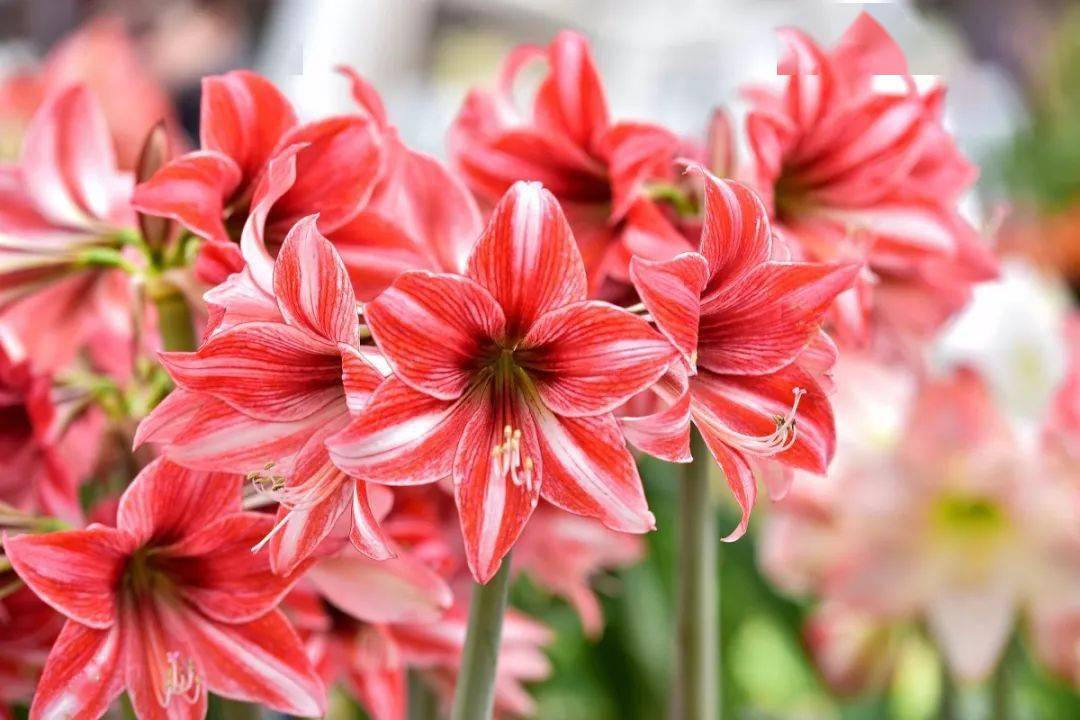 黄叶是什么季节开的 56f51489cb344d6d925540163b9c9b5d.jpeg
