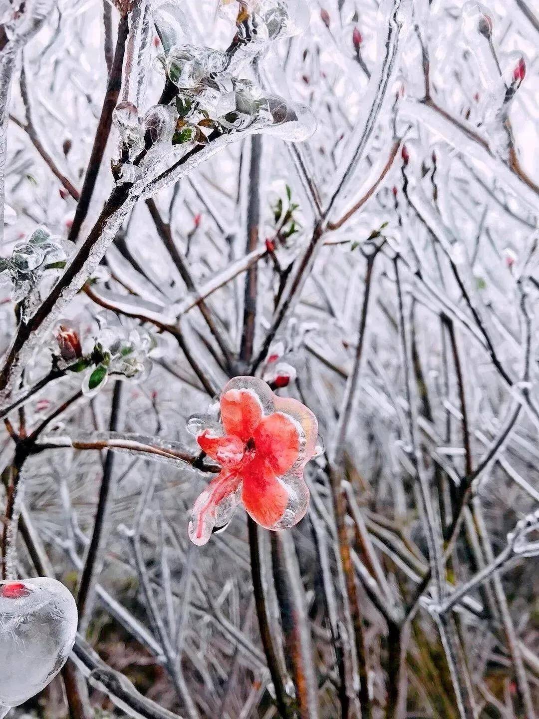 美了美了！丽水传来一组冰雪奇观，令人叹为观止……