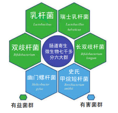 目前已有近万篇公开发表的学术论文对不同益生菌菌株的各种功能进行了