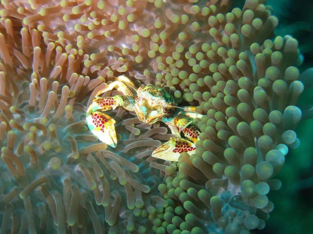 海洋酸化,章鱼主宰未来海洋世界?_浮游生物