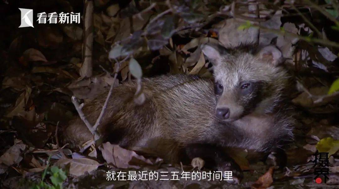 貉在五个山头猜成语_看图猜成语(3)