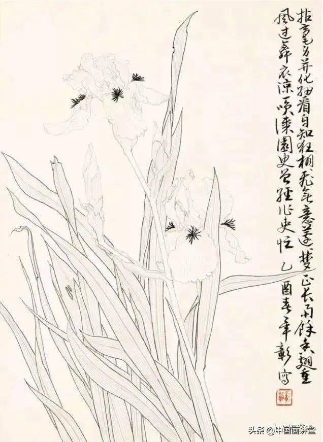 鸢尾 白描稿