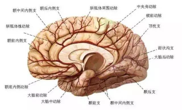 以下是颈内动脉,aca和大脑中动脉的正,侧血管造影.