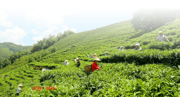 德保茴油脐橙,靖西大果山楂|百色各县市的土特产,你了解多少?