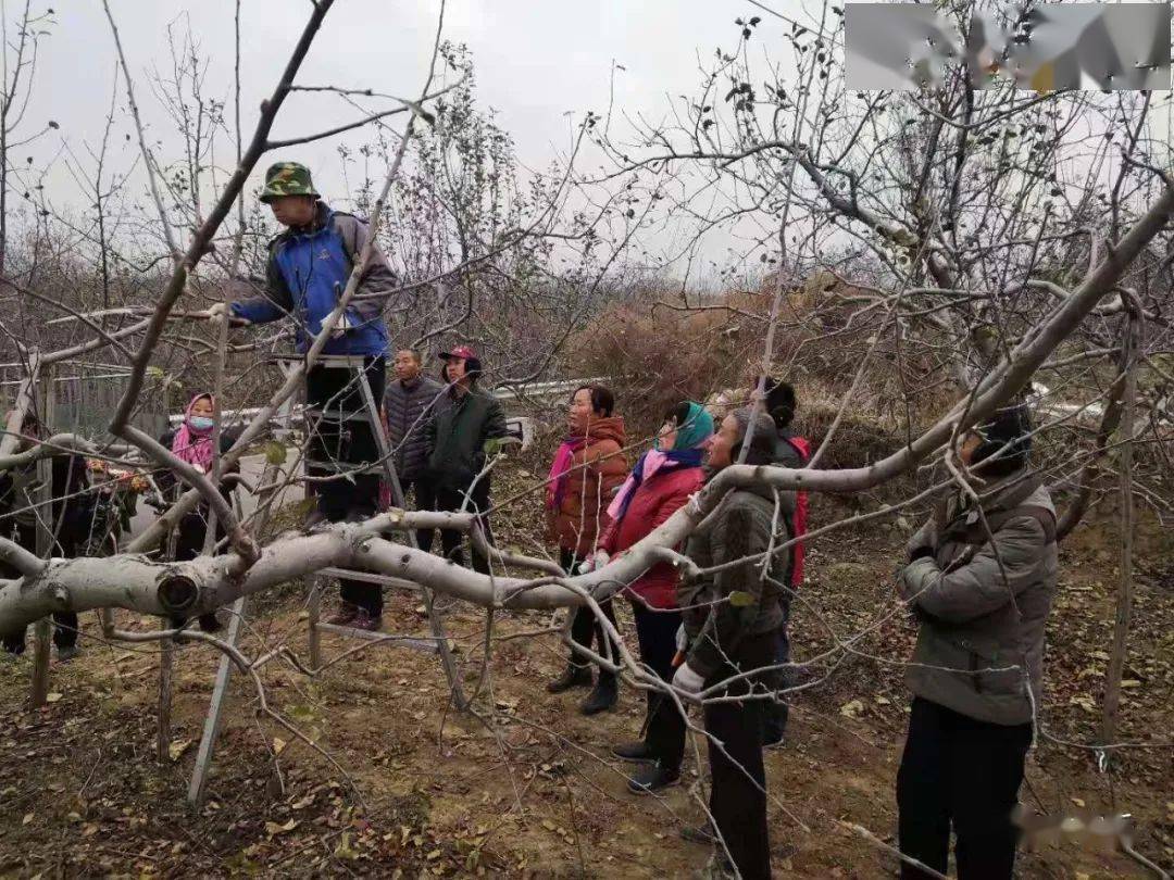 果树整形修剪系列:掌握四大要领