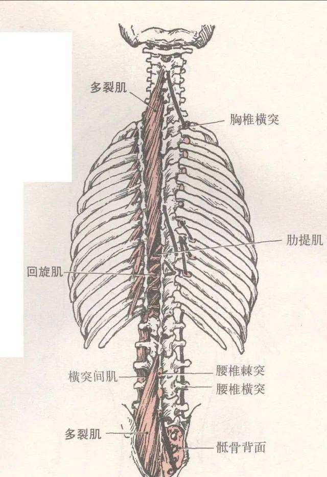 什么肌肉容易引发脊柱侧弯