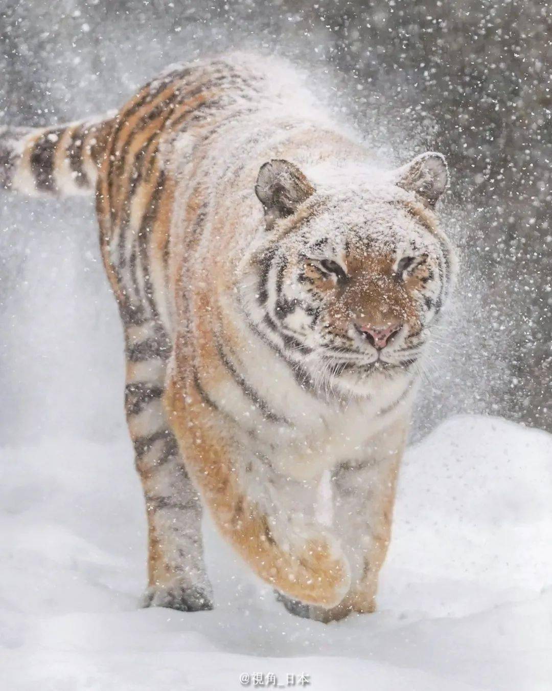 今日趣闻 北海道连老虎也积雪了 & 自动对焦的猫大哥