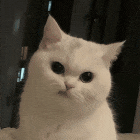 拽拽的喵星人表情包