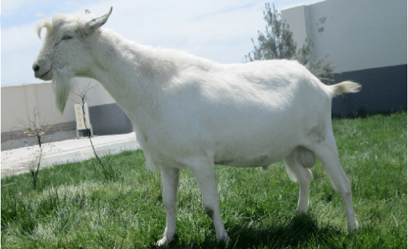 从 新西兰引进纯种莎能奶山羊, 颜值高,体型好,产奶多,乳质高,头胎产