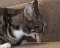 22096beb66ff42eb87cb21bd7d0d70b0.gif