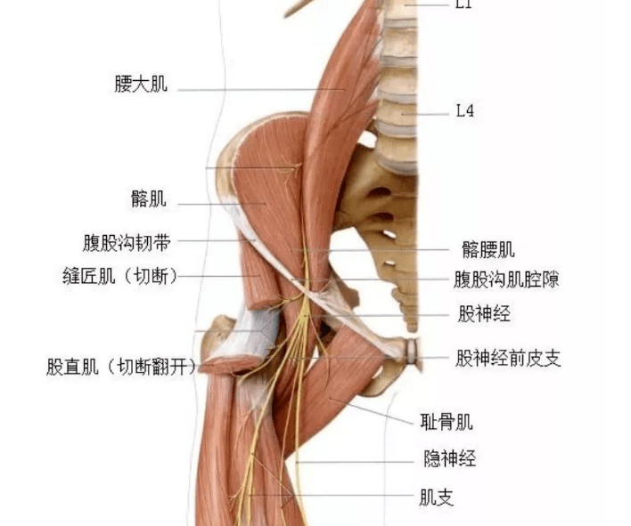 腰大肌——肾虚腰痛与腰大肌的对应关系