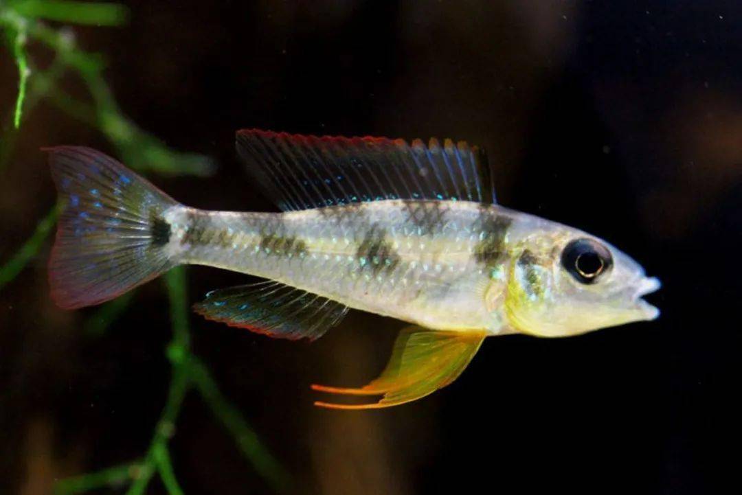 黄金短鲷(apistogramma borelli) 体型小,南美洲短鲷的入门品种,成鱼