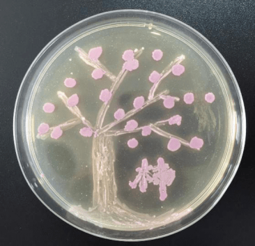 科学邂逅艺术 | 微生物平皿艺术大赛