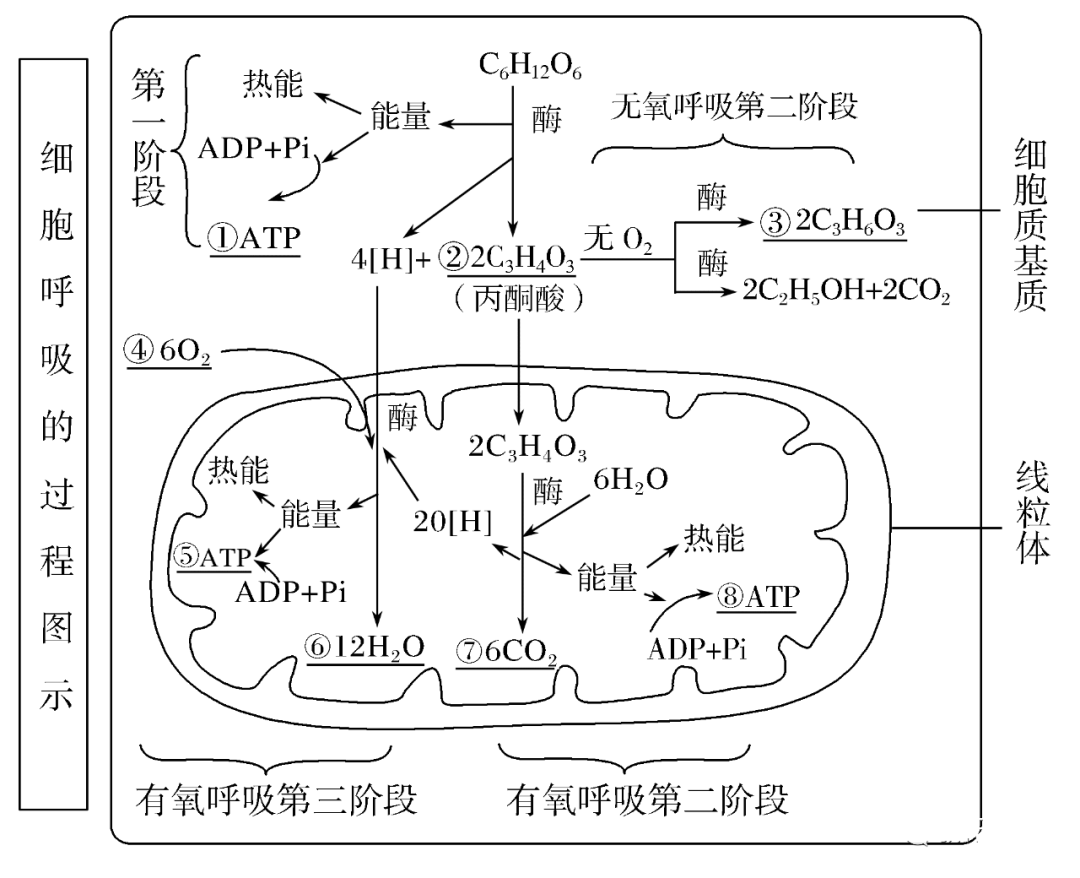 21叶绿体是植物光合作用的结构基础22光合作用是生物界重要的物质代谢