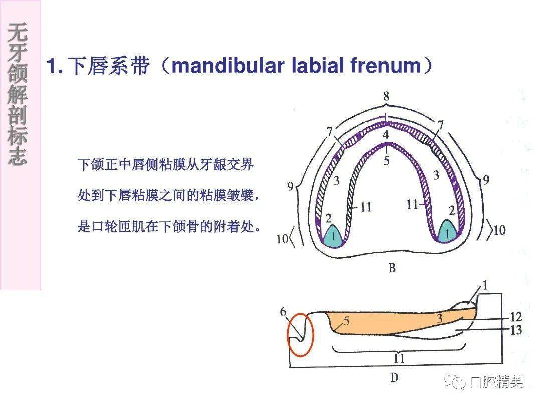 无牙颌解剖标志