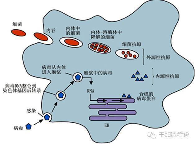 巨噬细胞,人类免疫系统的精灵