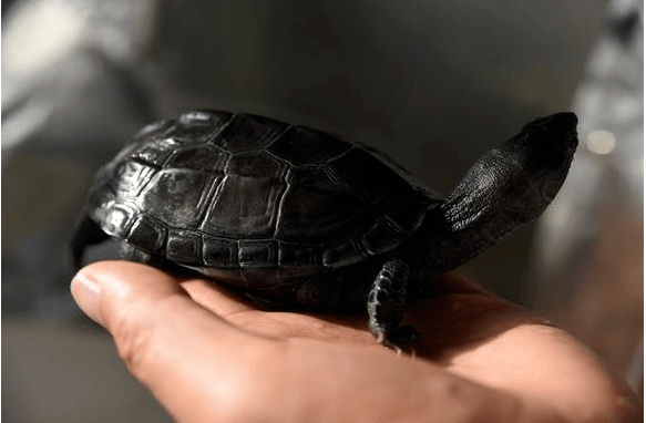 如何养好一只墨龟墨龟的饲养方法秘籍