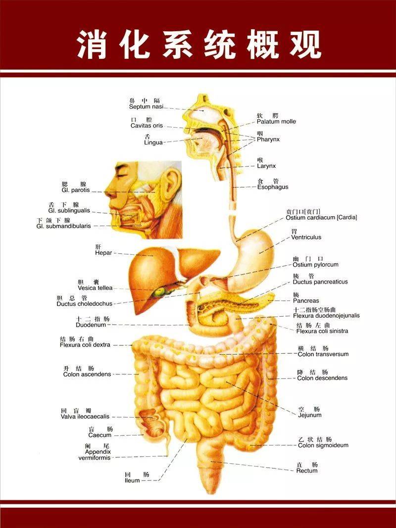 「下消化道」包含小肠(空肠,回肠),大肠,直肠,肛门.
